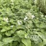 Nepeta x faassenii 'Alba'
