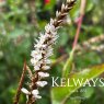 Persicaria amplexicaulis 'White Eastfield'