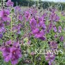 Verbascum 'Plum Smokey' PBR