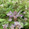 Tricyrtis Pink Freckles ('Innotripf')