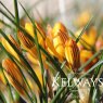 Crocus 'Gipsy Girl'