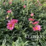 Helianthemum 'Ben Hope' (9cm pot)