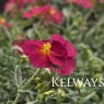 Helianthemum 'Ben Hope' (9cm pot)