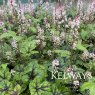 Tiarella 'Sugar and Spice' PBR