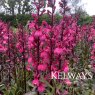 Lobelia Fan Deep Rose