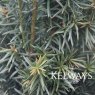Taxus baccata 'Fastigiata Robusta' (f)