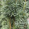 Taxus baccata 'Fastigiata Robusta' (f)