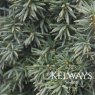 Taxus baccata 'Standishii' (f)