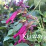 Salvia 'Wendy's Wish' PBR