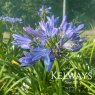 Agapanthus Pitchoune Blue ('Scarey09')