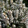 Erica x darleyensis f. albiflora 'White Perfection'