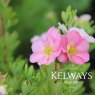 Potentilla fruticosa 'Pink Beauty' PBR