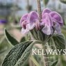 Phlomis purpurea