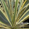 Yucca filamentosa 'Bright Edge' (v)