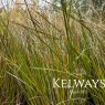 Carex testacea