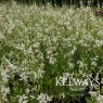 Oenothera lindheimeri Papillon ('Nugaupapil' PBR) (G)