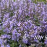 Nepeta x faassenii 'Purrsian Blue' PBR