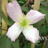 Clematis 'Elizabeth' (M)
