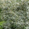 Elaeagnus 'Quicksilver'