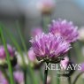 Allium schoenoprasum