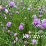 Allium schoenoprasum