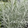 Helichrysum italicum