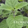 Mentha x piperita f. citrata 'Lime'