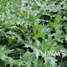 Acanthus spinosus L.