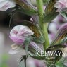 Acanthus spinosus L.