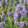 Nepeta nervosa