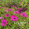 Osteospermum 'Nairobi Purple'