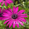 Osteospermum 'Nairobi Purple'
