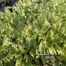 Erica carnea f. alba 'Springwood White' (2 litre pot)