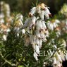 Erica carnea f. alba 'Springwood White' (2 litre pot)