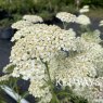 Achillea Desert Eve Cream ('Deseve') (Desert Eve Series)