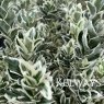 Euonymus japonicus 'White Spire' (v)