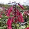 Phygelius x rectus Somerford Funfair Wine ('Yapwin') (Somerford Funfair Series)