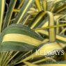 Yucca flaccida 'Golden Sword' (v)