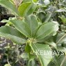 Osmanthus heterophyllus