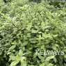 Pittosporum tenuifolium Beach Ball ('Pittlb2')