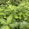 Pittosporum tenuifolium 'Golden Ball'
