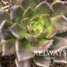 Echeveria 'Black Prince'