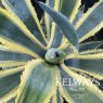 Agave americana 'Variegata' (v)