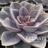 Echeveria 'Perle von Nurnberg'