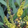 Mahonia eurybracteata Sweet Winter ('Minganpi' PBR)