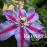 Clematis 'Akaishi' (EL)