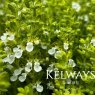 Teucrium chamaedrys f. albiflora