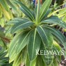 Euphorbia x pasteurii 'Roundway Titan'