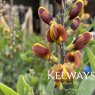 Baptisia x variicolor 'Cherries Jubilee' (Decadence Series)