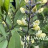 Baptisia 'Vanilla Cream' (Decadence Series)